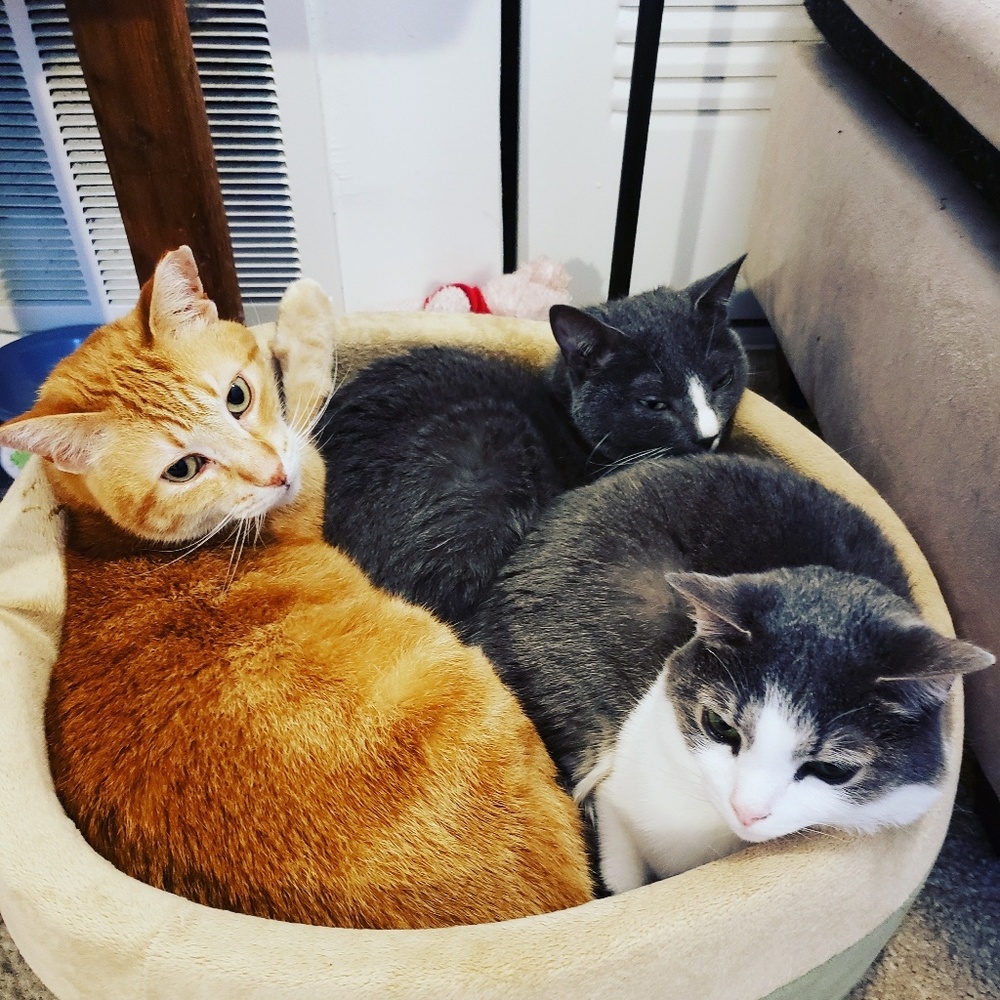 Meet your Posher, Caitlyn